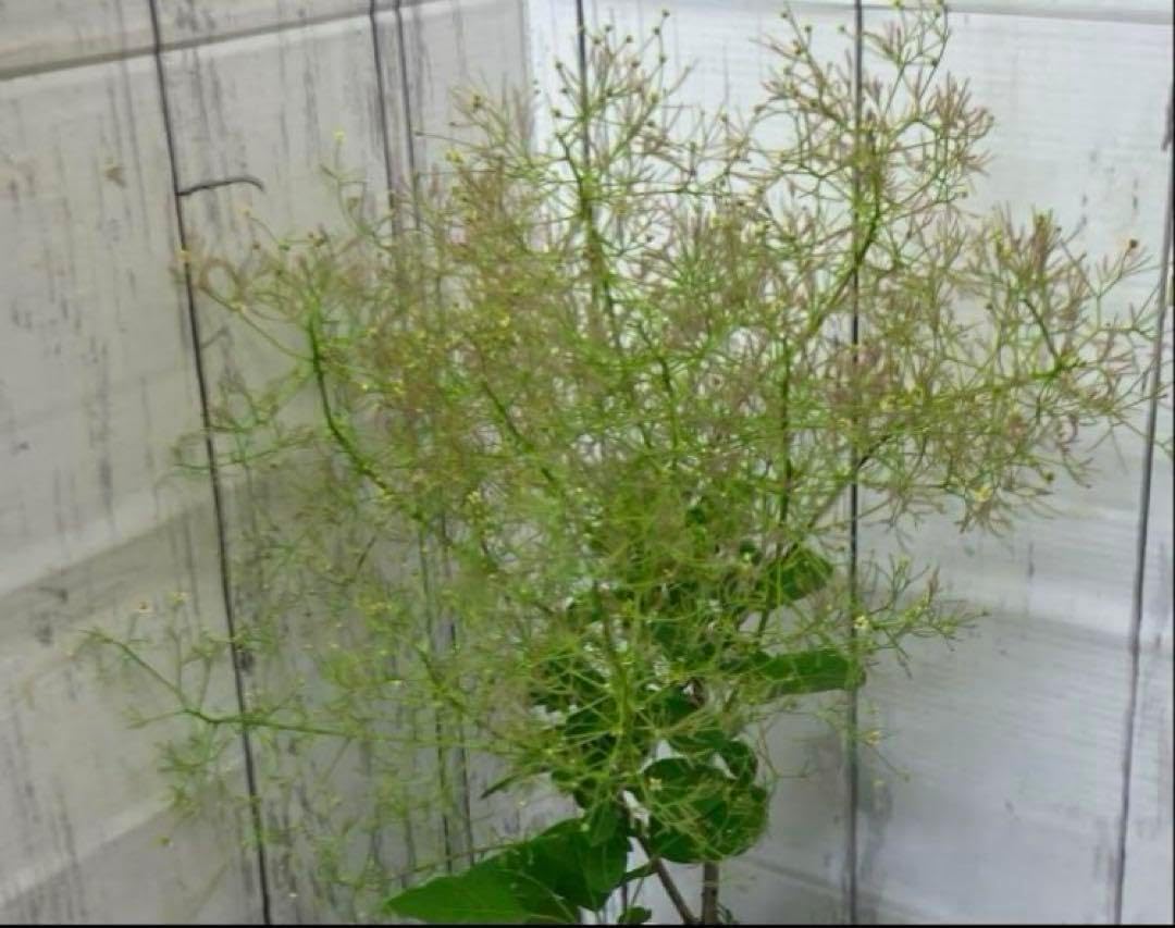 スモークツリー 苗 苗木 品種名不明 スモークツリー 赤花 4寸ポット苗